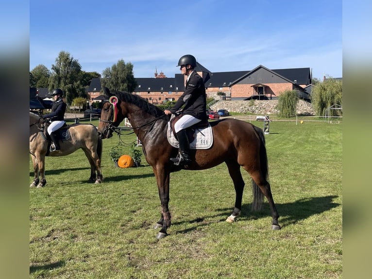 Hannoveraner Stute 4 Jahre 165 cm Brauner in Paruszka
