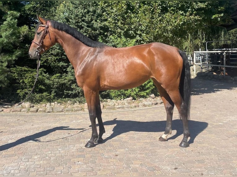 Hannoveraner Stute 4 Jahre 165 cm Brauner in Paruszka