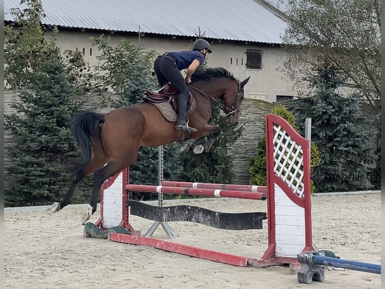 Hannoveraner Stute 4 Jahre 165 cm Brauner in Paruszka