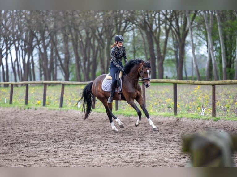 Hannoveraner Stute 4 Jahre 165 cm Brauner in Oyten