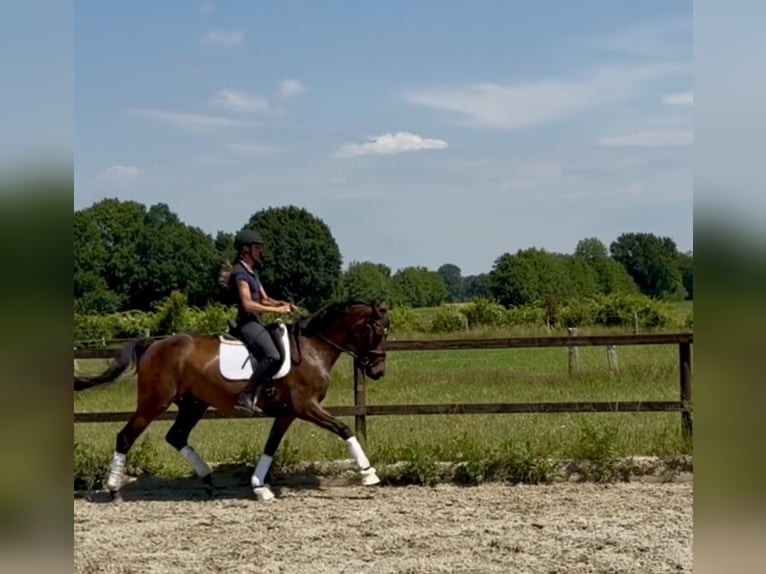 Hannoveraner Stute 4 Jahre 165 cm Dunkelbrauner in Hittbergen