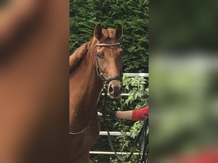 Hannoveraner Stute 4 Jahre 165 cm Dunkelfuchs in Aachen