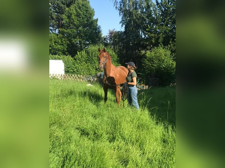 Hannoveraner Stute 4 Jahre 165 cm Dunkelfuchs in Aachen