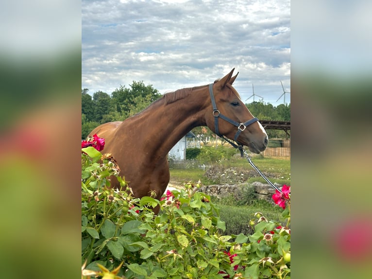 Hannoveraner Stute 4 Jahre 165 cm Dunkelfuchs in W&#xFC;rzburg