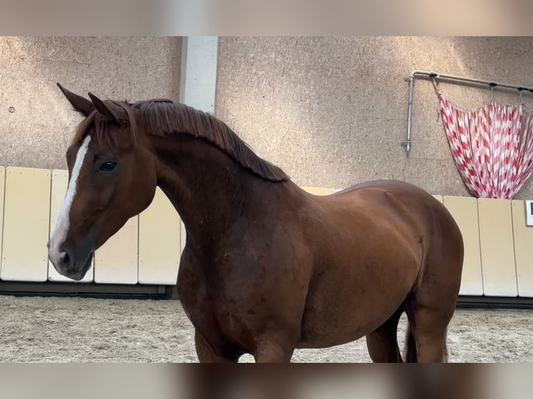 Hannoveraner Stute 4 Jahre 165 cm Dunkelfuchs in W&#xFC;rzburg