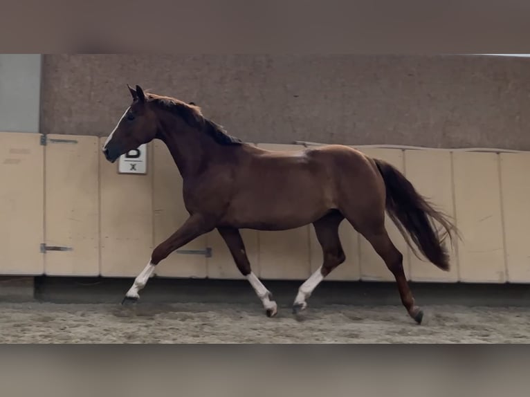 Hannoveraner Stute 4 Jahre 165 cm Dunkelfuchs in W&#xFC;rzburg
