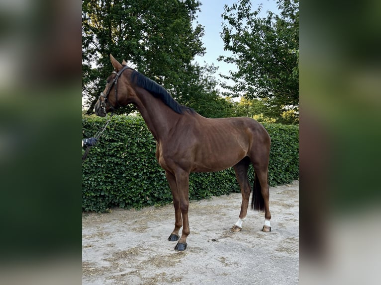 Hannoveraner Stute 4 Jahre 165 cm Dunkelfuchs in Scharmbeck