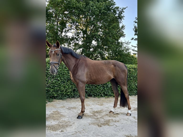 Hannoveraner Stute 4 Jahre 165 cm Dunkelfuchs in Scharmbeck