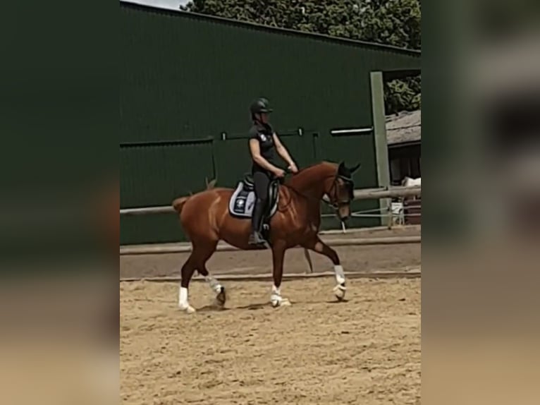 Hannoveraner Stute 4 Jahre 165 cm Fuchs in Auetal BorstelAuetal