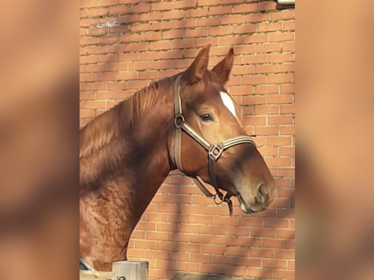 Hannoveraner Stute 4 Jahre 165 cm Fuchs in Auetal BorstelAuetal