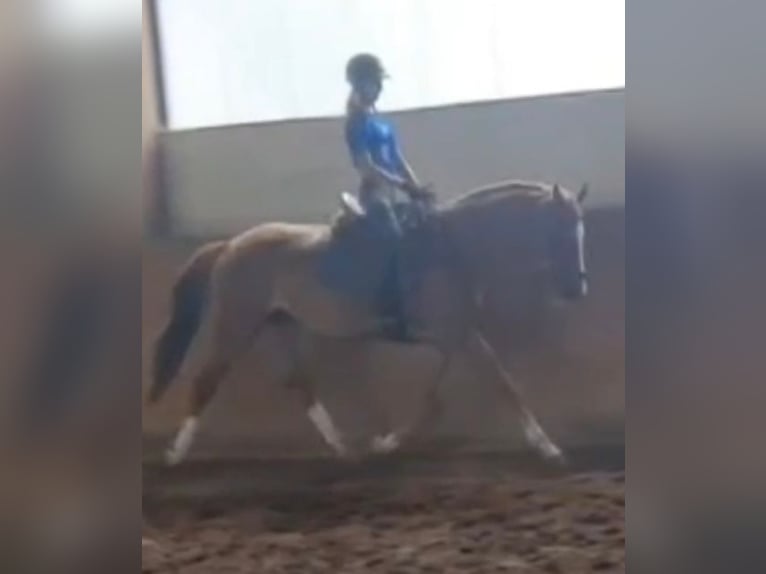 Hannoveraner Stute 4 Jahre 165 cm Fuchs in Wedemark