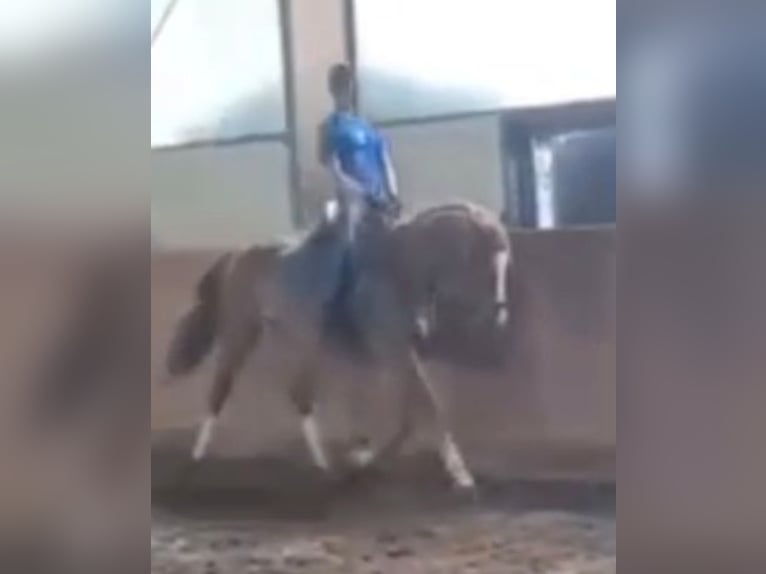 Hannoveraner Stute 4 Jahre 165 cm Fuchs in Wedemark