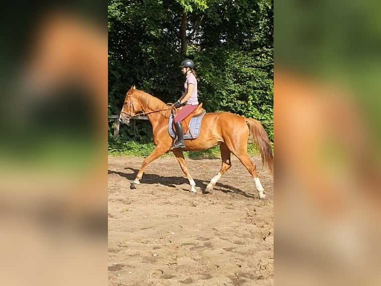 Hannoveraner Stute 4 Jahre 165 cm Fuchs in Wedemark
