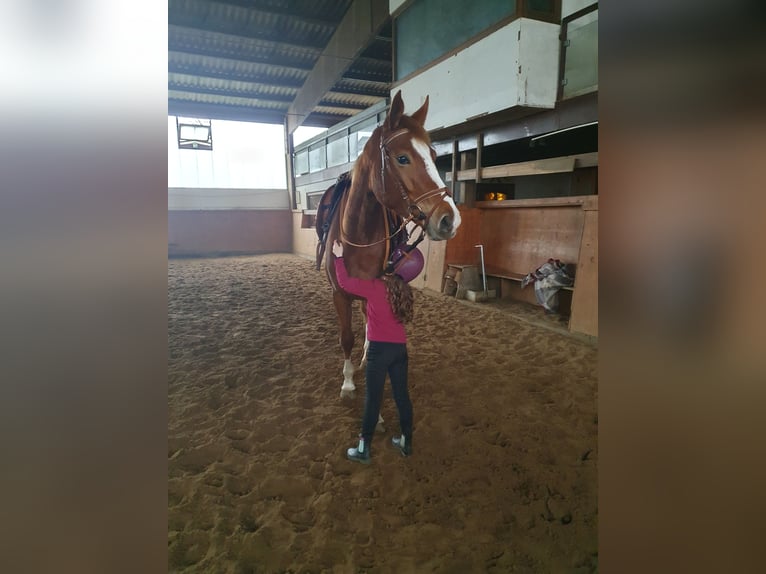 Hannoveraner Stute 4 Jahre 165 cm Fuchs in Wedemark