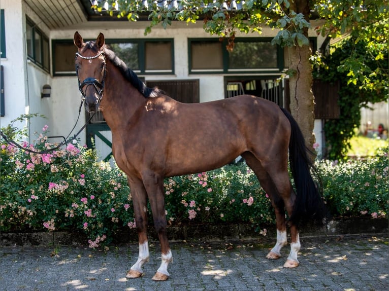 Hannoveraner Stute 4 Jahre 165 cm Fuchs in Iserlohn