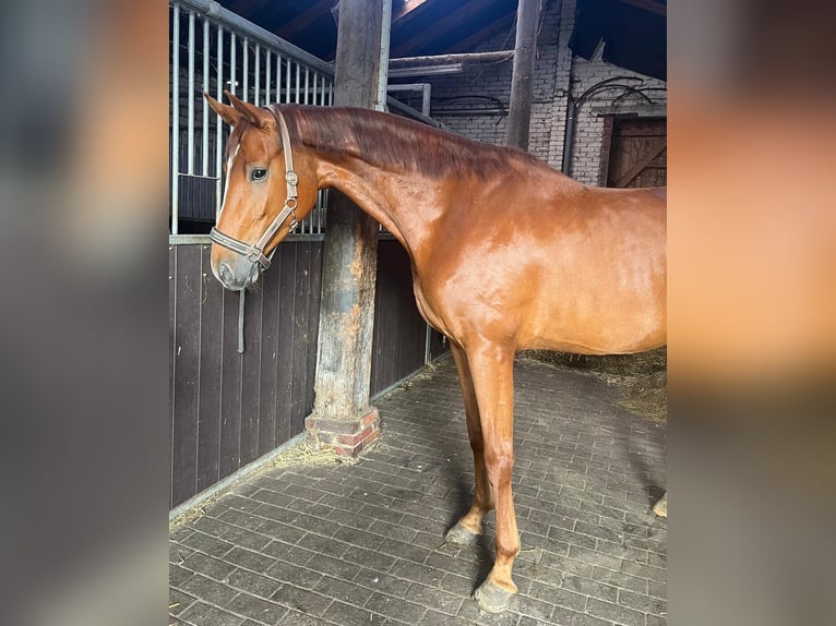 Hannoveraner Stute 4 Jahre 165 cm Fuchs in Uplengen