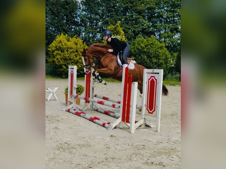 Hannoveraner Stute 4 Jahre 165 cm Fuchs in Oststeinbek