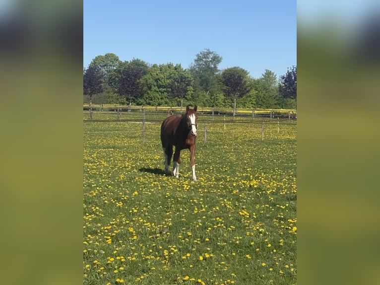 Hannoveraner Stute 4 Jahre 165 cm Fuchs in OststeinbekOststeinbek