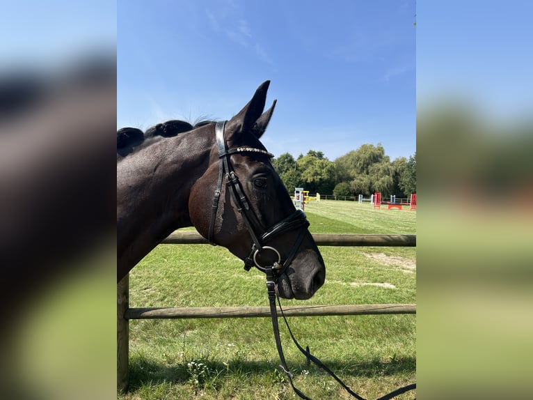 Hannoveraner Stute 4 Jahre 165 cm Rappe in Lahr/SchwarzwaldLahr
