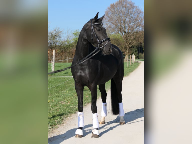 Hannoveraner Stute 4 Jahre 165 cm Rappe in Otterfing