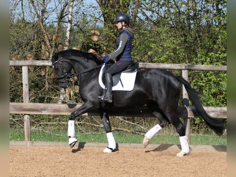 Hannoveraner Stute 4 Jahre 165 cm Rappe in Otterfing