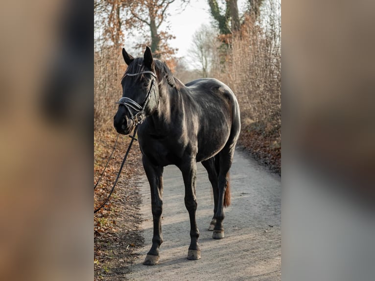 Hannoveraner Stute 4 Jahre 165 cm Rappe in Tornesch