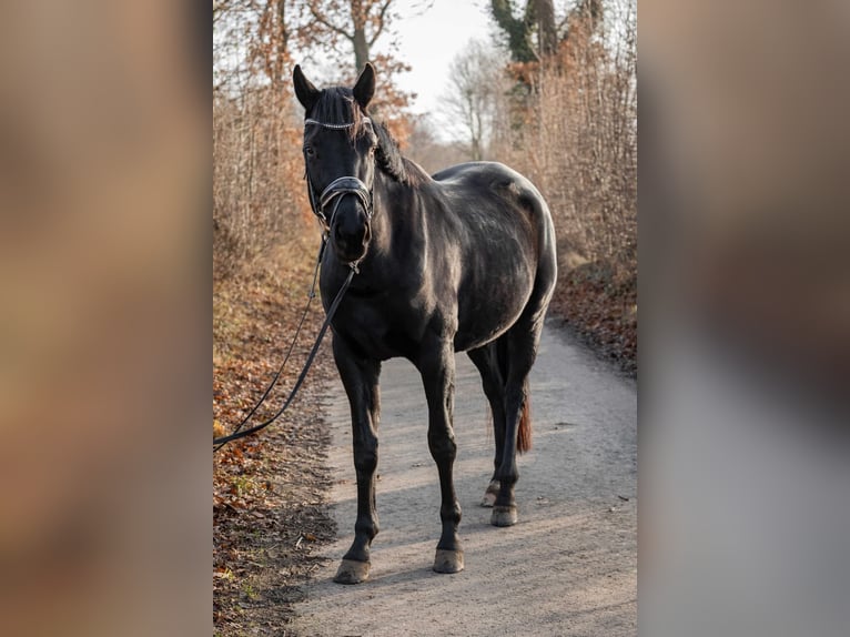 Hannoveraner Stute 4 Jahre 165 cm Rappe in Tornesch