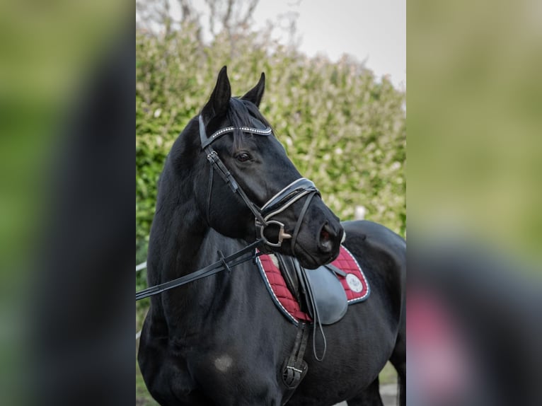 Hannoveraner Stute 4 Jahre 165 cm Rappe in Tornesch