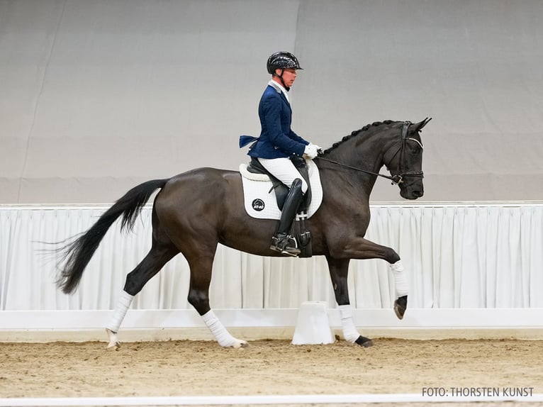 Hannoveraner Stute 4 Jahre 165 cm Rappe in Verden
