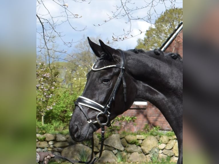 Hannoveraner Stute 4 Jahre 165 cm Rappe in Fredenbeck