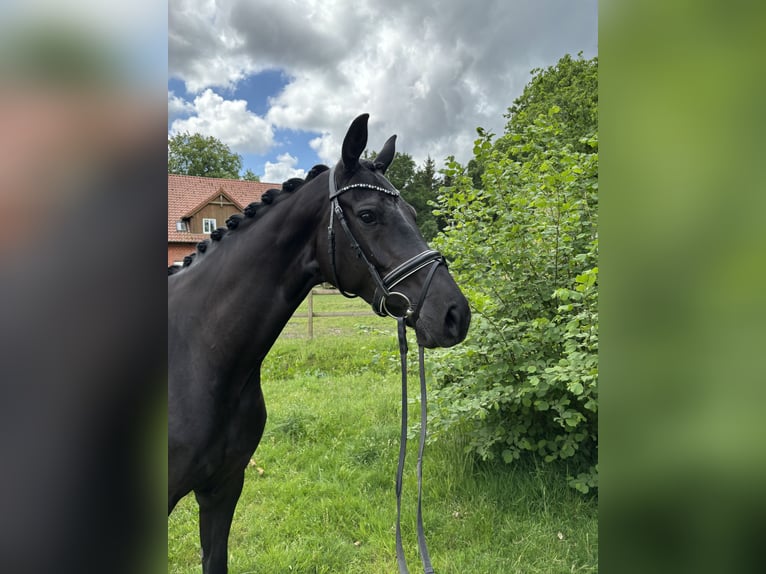 Hannoveraner Stute 4 Jahre 165 cm Rappe in Kirchlinteln