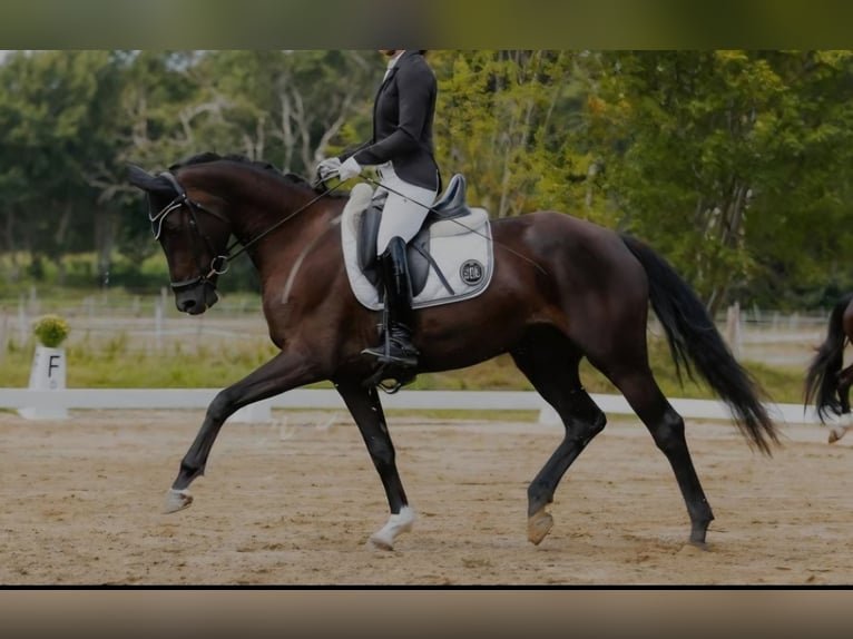 Hannoveraner Stute 4 Jahre 165 cm Rappe in Oyten