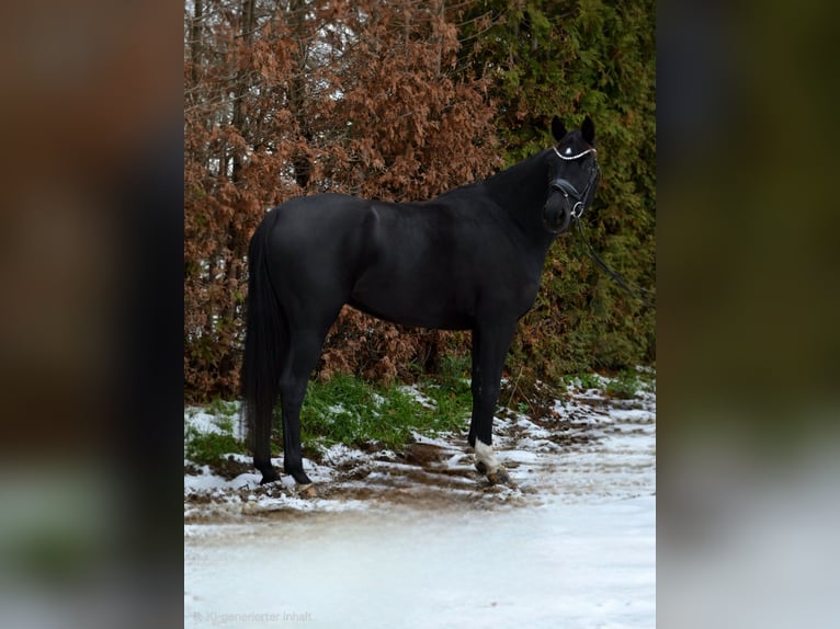 Hannoveraner Stute 4 Jahre 165 cm Rappe in Oyten