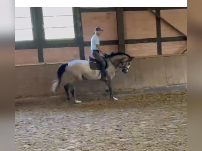 Hannoveraner Stute 4 Jahre 165 cm Schimmel in Adelebsen