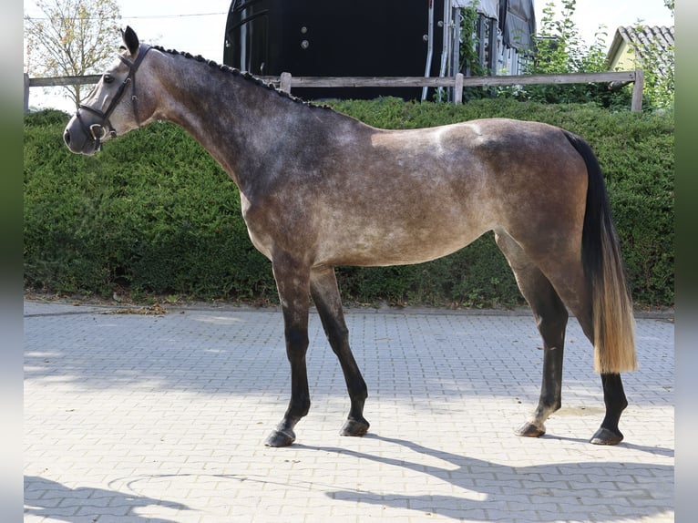 Hannoveraner Stute 4 Jahre 165 cm Schimmel in Fröndenberg