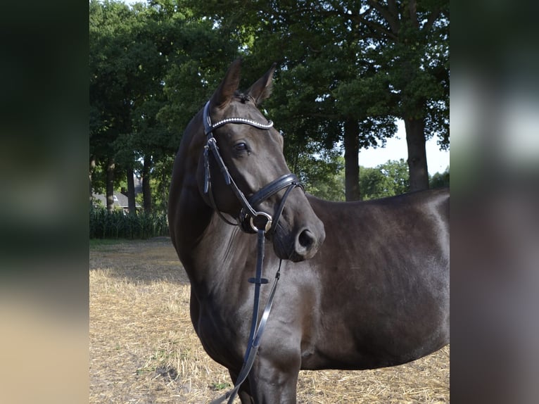 Hannoveraner Stute 4 Jahre 165 cm Schwarzbrauner in Rietberg