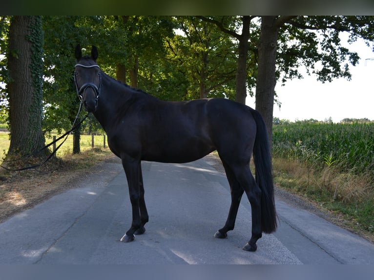 Hannoveraner Stute 4 Jahre 165 cm Schwarzbrauner in Rietberg