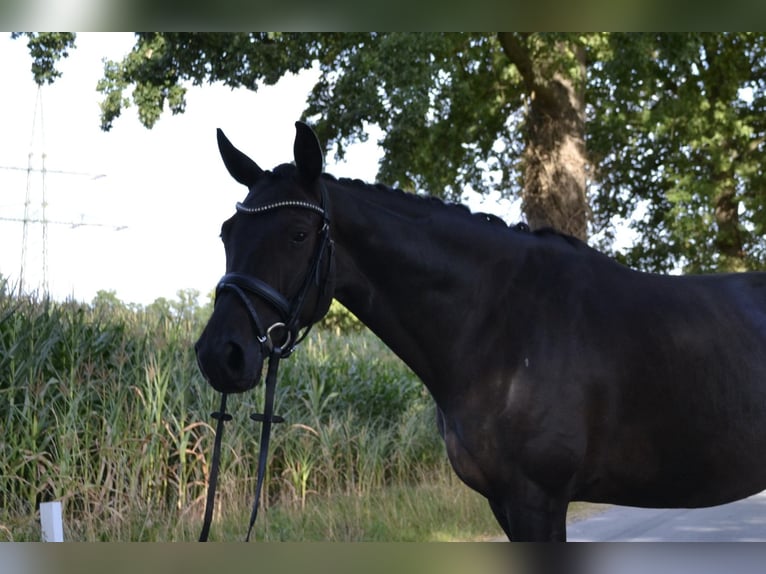 Hannoveraner Stute 4 Jahre 165 cm Schwarzbrauner in Rietberg