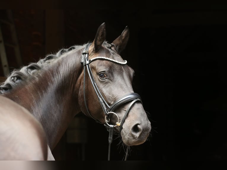 Hannoveraner Stute 4 Jahre 165 cm Schwarzbrauner in Landesbergen