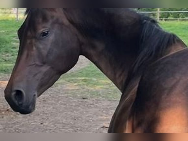 Hannoveraner Stute 4 Jahre 165 cm Schwarzbrauner in Dietersburg