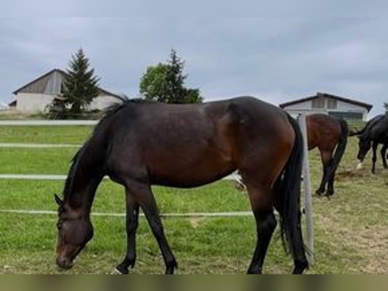 Hannoveraner Stute 4 Jahre 165 cm Schwarzbrauner in Dietersburg
