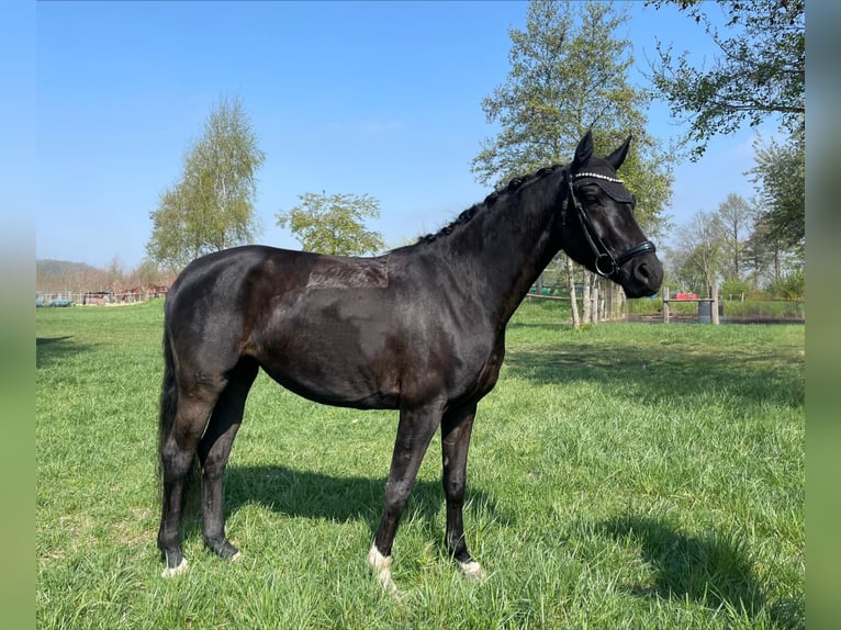 Hannoveraner Stute 4 Jahre 165 cm Schwarzbrauner in Achim Hannoveraner Stute 4 Jahre 165 cm Schwarzbrauner in Achim