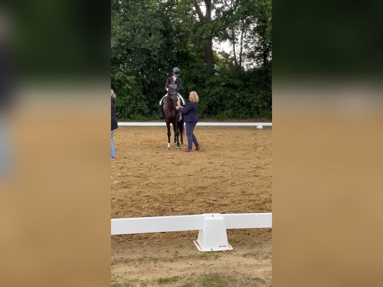 Hannoveraner Stute 4 Jahre 165 cm Schwarzbrauner in Oyten