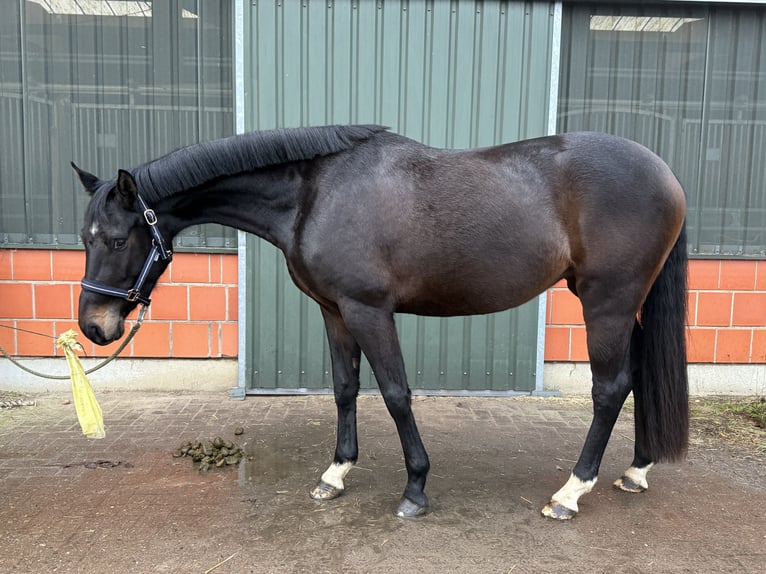 Hannoveraner Stute 4 Jahre 165 cm Schwarzbrauner in Langwedel