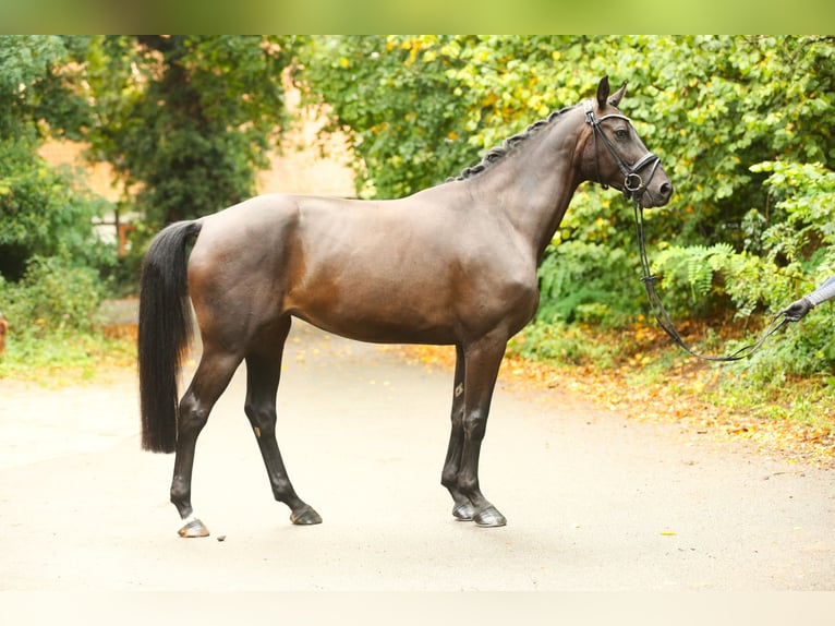 Hannoveraner Stute 4 Jahre 165 cm Schwarzbrauner in Landesbergen