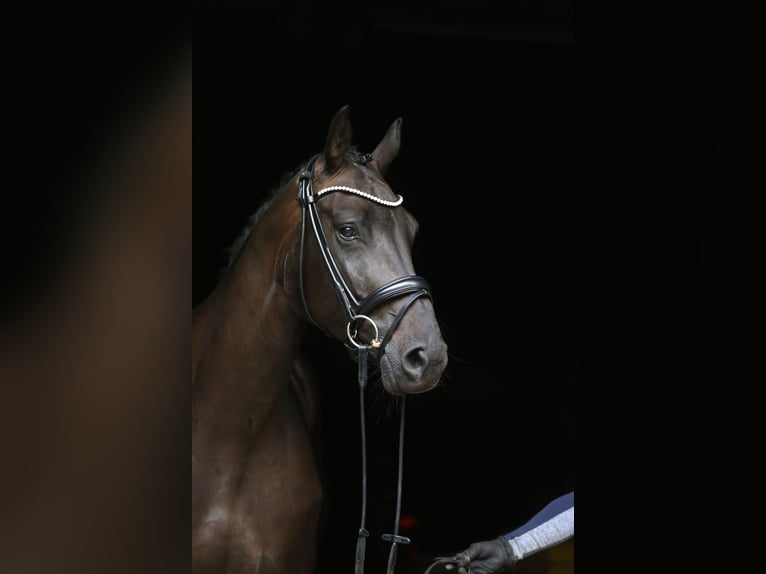 Hannoveraner Stute 4 Jahre 165 cm Schwarzbrauner in Landesbergen