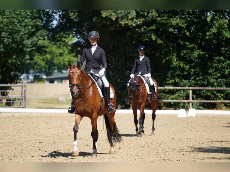 Hannoveraner Stute 4 Jahre 166 cm Brauner in Coesfeld