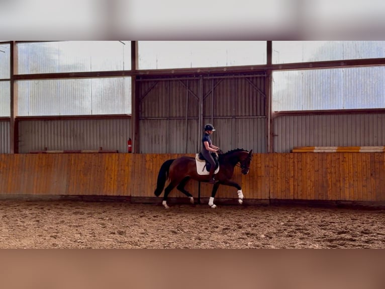 Hannoveraner Stute 4 Jahre 166 cm Brauner in Hammah