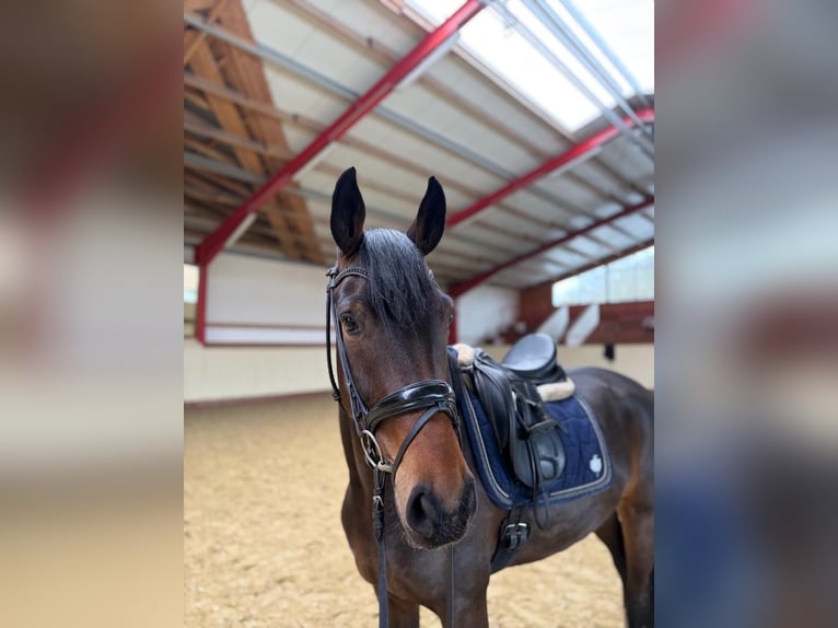 Hannoveraner Stute 4 Jahre 166 cm Brauner in Scheeßel