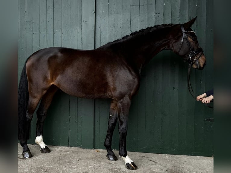 Hannoveraner Stute 4 Jahre 166 cm Brauner in Stoetze